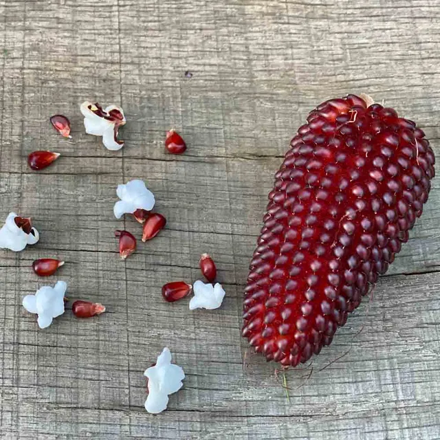 ferme-de-sainte-marthe-graines-potag-res-ma-s-pop-corn-fraise-bio image 1