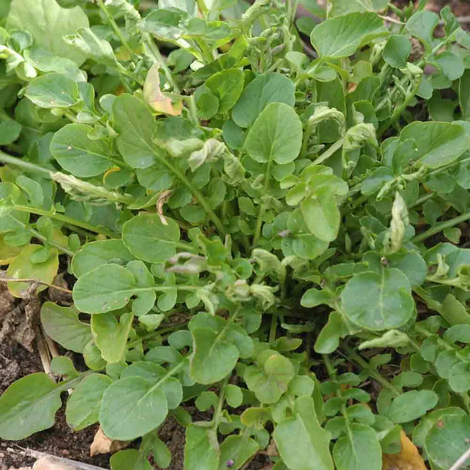 ferme-de-sainte-marthe-cresson-de-jardin-graine-bio-piquante image 1
