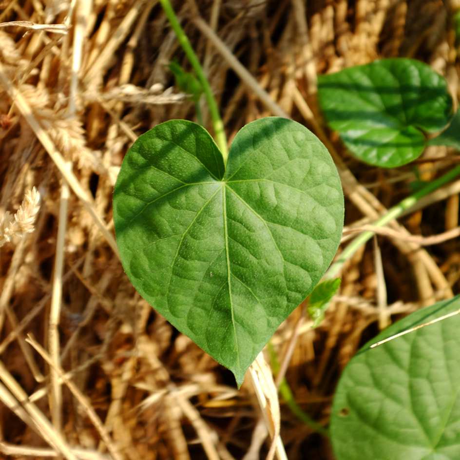la-bo-te-graines-ipom-e-double-pom-pom-bio-graines-fleurs image 5