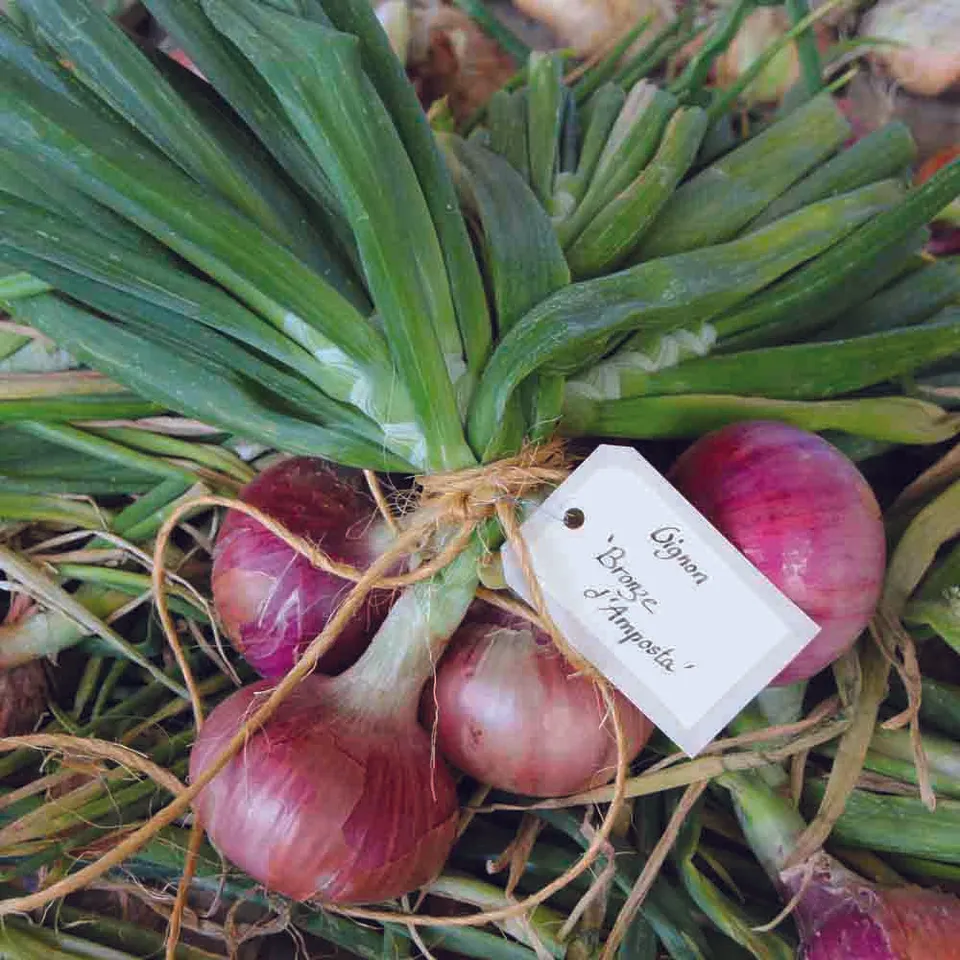 ferme-de-sainte-marthe-oignon-morada-de-amposta-graines-bio-sachet image 1
