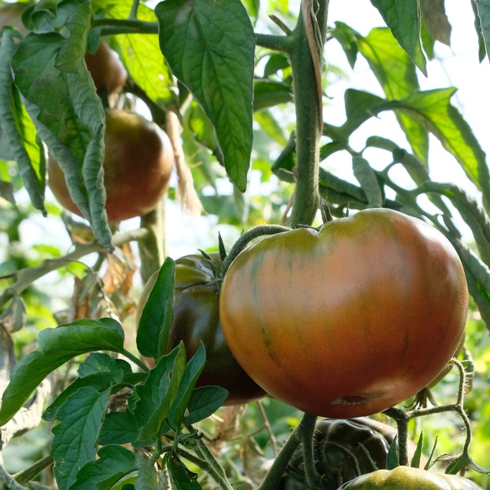 les-semences-de-l-ombelle-tomate-noire-de-crim-e-graines-bio image 3