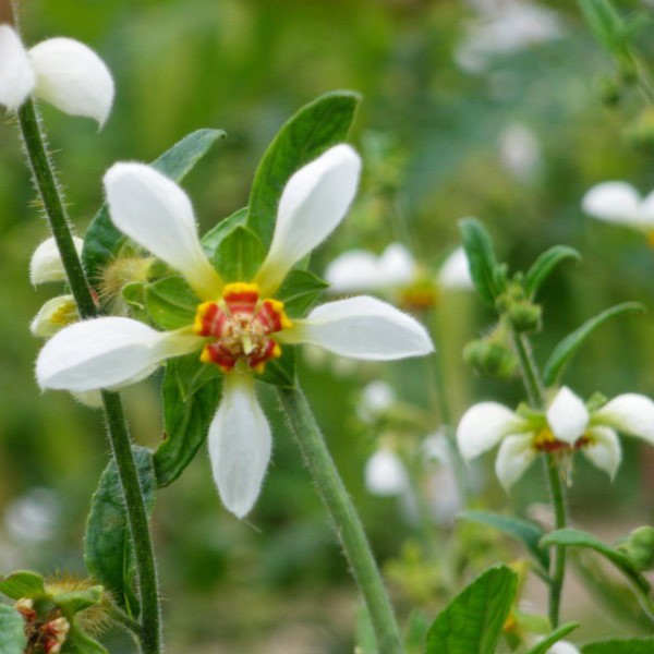 la-bo-te-graines-blumenbachia-insignis-bio-graines-fleurs-blanches image 1