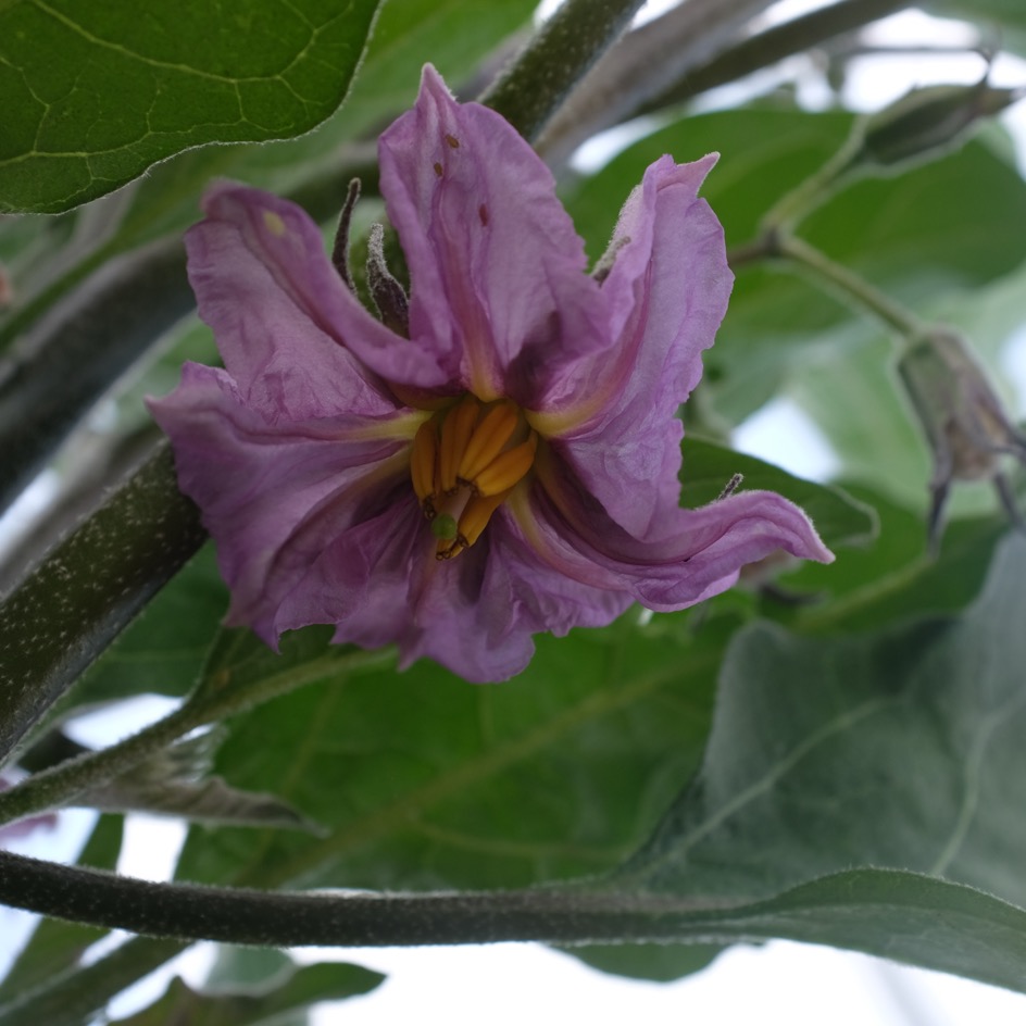 la-bo-te-graines-aubergine-violette-de-toulouse-graines-bio image 3