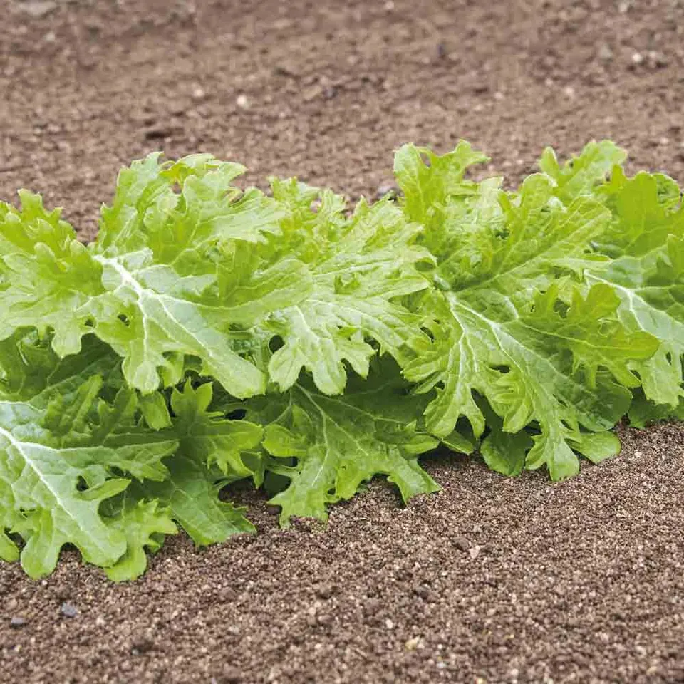 ferme-de-sainte-marthe-chou-wasabino-graines-bio-mesclun-pic image 1