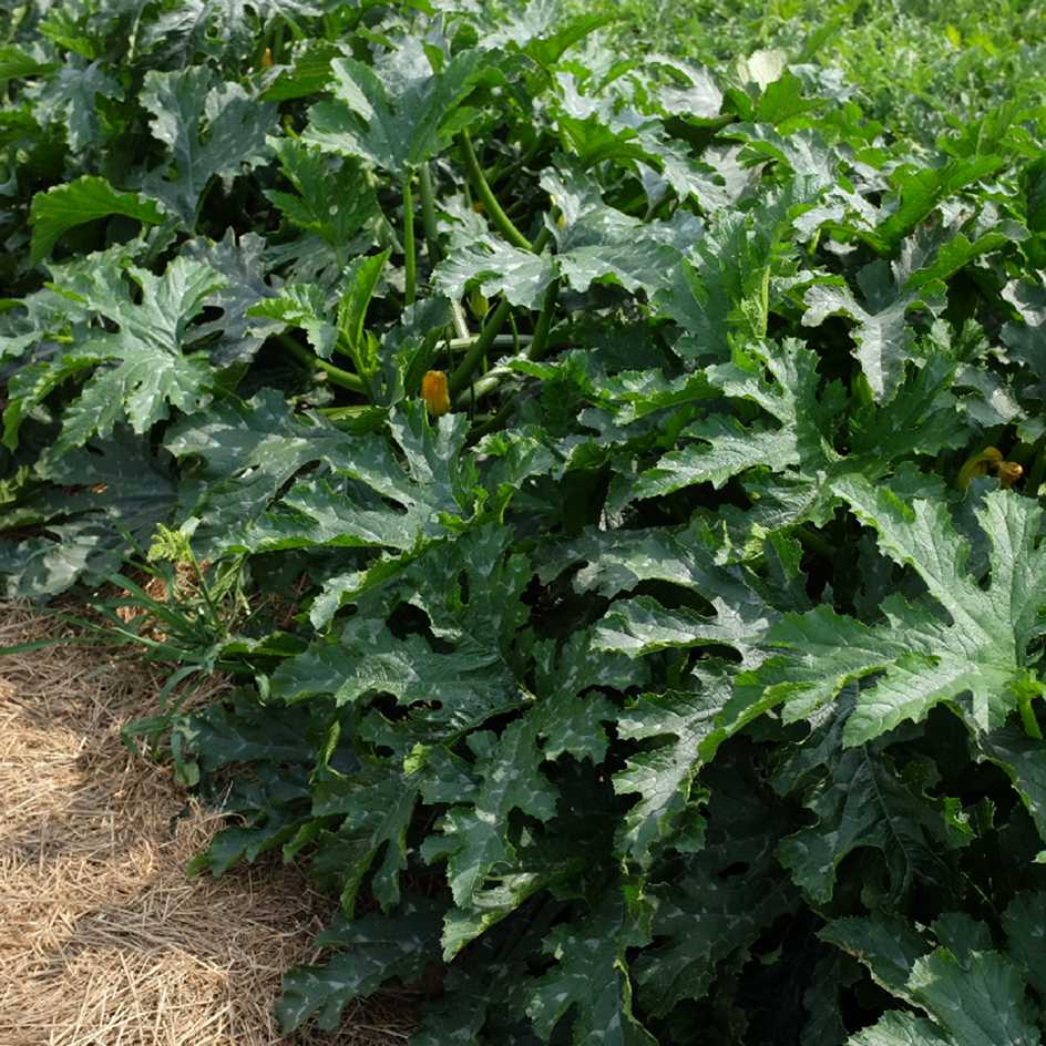 la-bo-te-graines-courgette-nimba-bio-graines-vert-clair-stri image 4