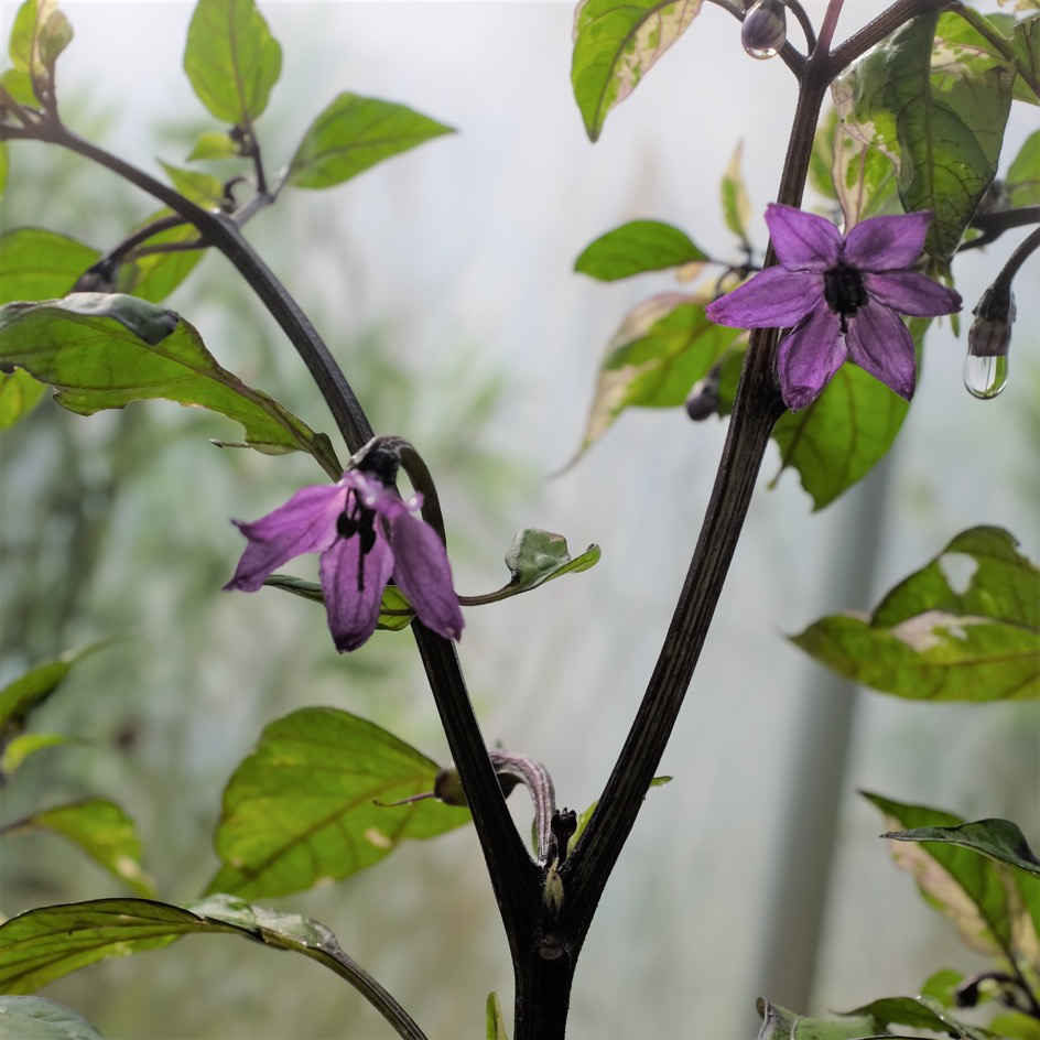 la-bo-te-graines-jigsaw-graines-piment-fort-bio-violet-rouge image 3
