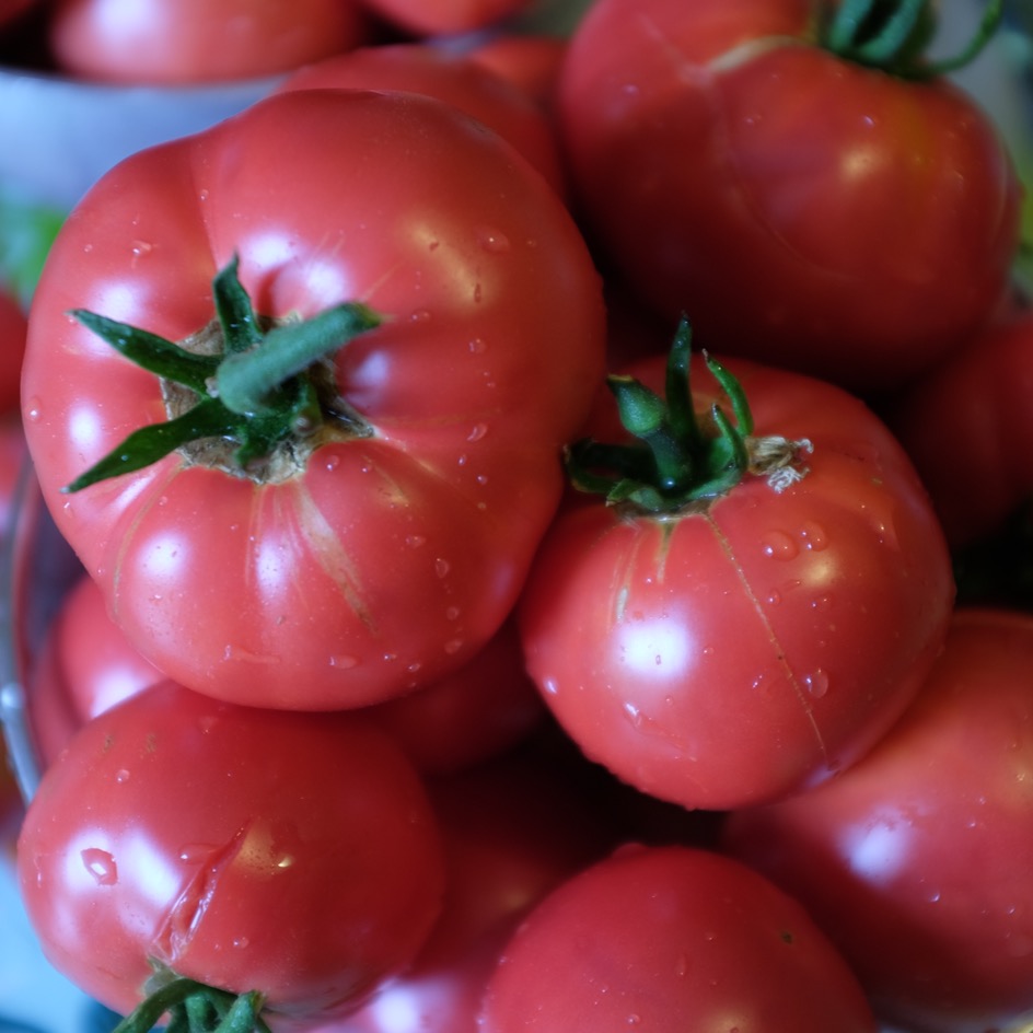 la-bo-te-graines-tomate-rose-de-berne-bio-graines-rose-parfum-e image 1