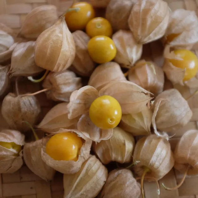 la-bo-te-graines-physalis-peruviana-graines-l-gumes-bio image 1