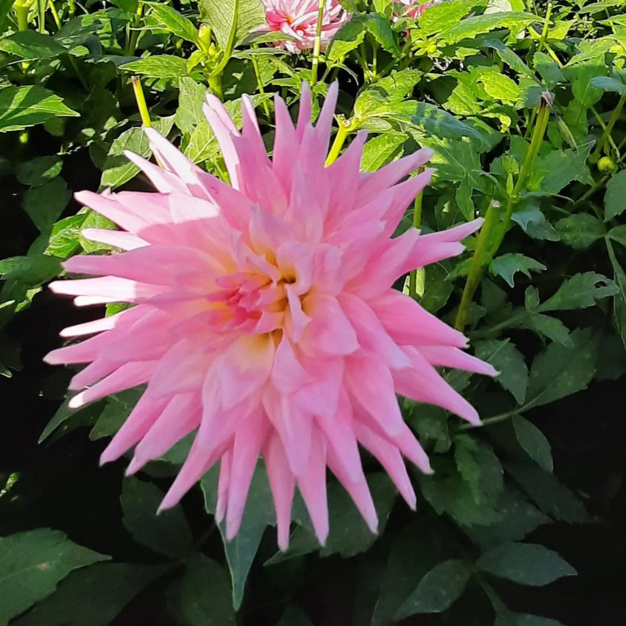 ferme-de-sainte-marthe-dahlia-park-princess-nain-rose-bulbe image 1
