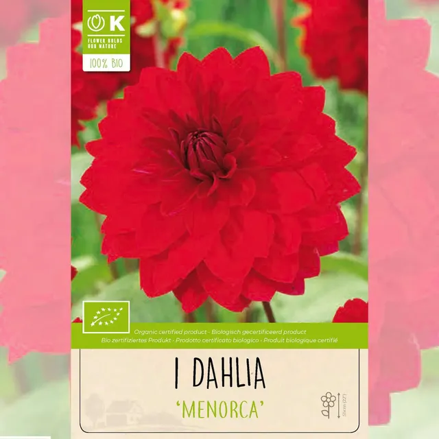 ferme-de-sainte-marthe-dahlia-menorca-bulbe-d-coratif-rose-vif image 1