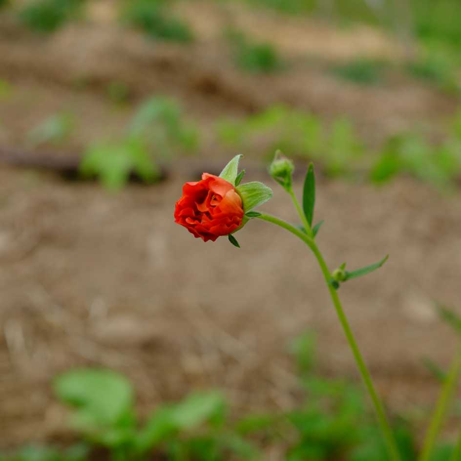la-bo-te-graines-geum-chiloense-beno-te-graines-fleurs-bio image 4