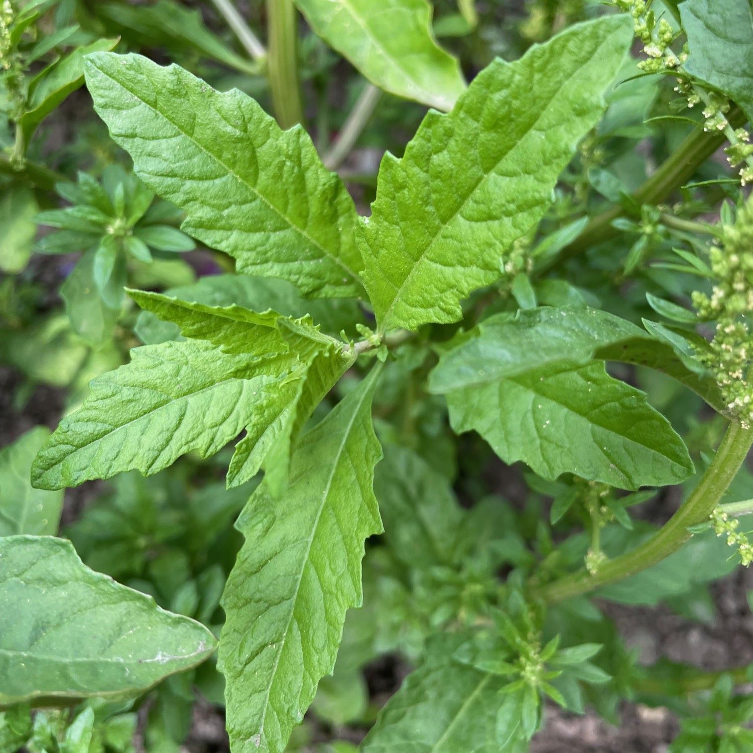 les-semences-de-l-ombelle-epazote-th-du-mexique-graines-bio image 2