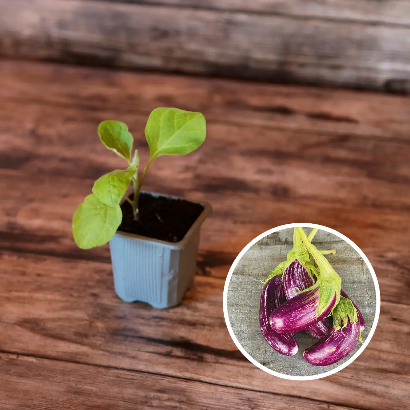 ferme-de-sainte-marthe-s-lection-petites-curiosit-s-planter-bio image 3