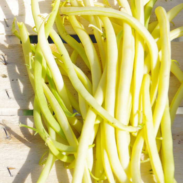 les-semences-de-l-ombelle-haricot-nain-beurre-major-bio-graines-potag-res image 3