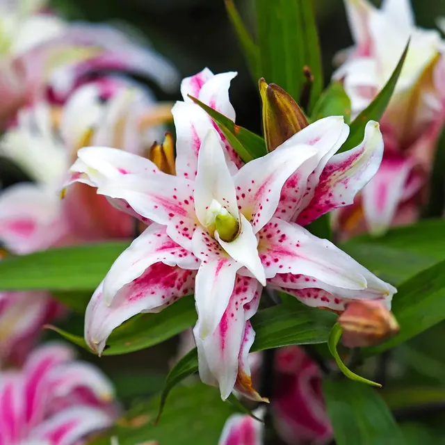 ferme-de-sainte-marthe-bulbes-lys-oriental-double-magic-star-blanc image 1