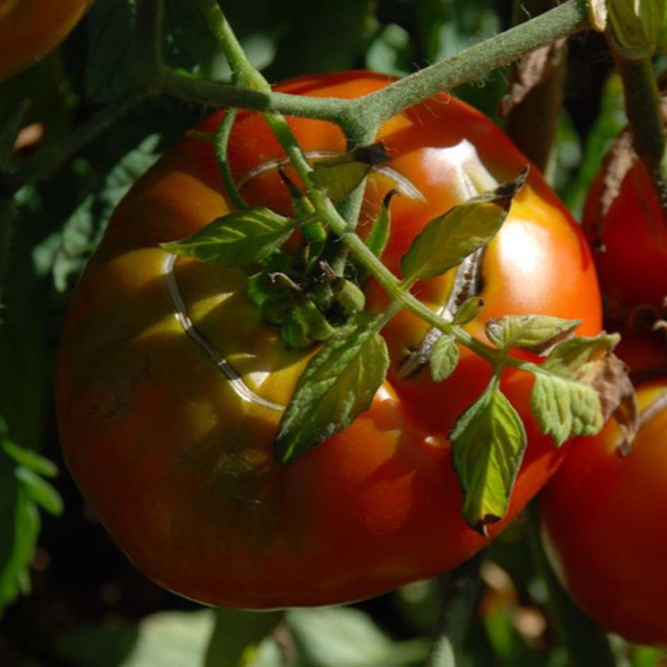 la-bo-te-graines-tomate-marmande-graines-bio-pr-coce image 1
