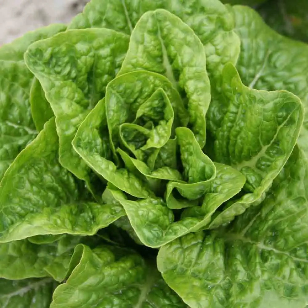 ferme-de-sainte-marthe-romaine-pomme-en-terre-graines-laitue-bio image 1