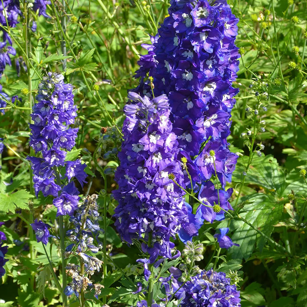 ferme-de-sainte-marthe-pied-d-alouette-g-ant-bleu-graines-fleurs-bio image 1