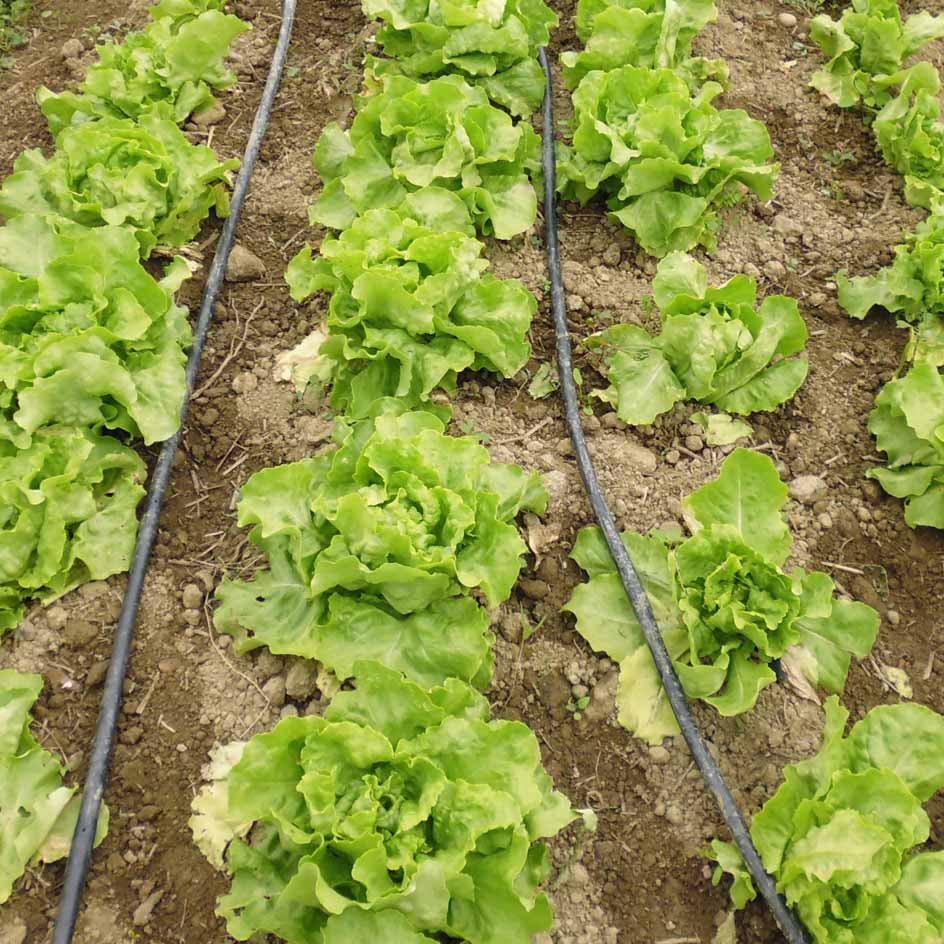 la-bo-te-graines-graines-l-gumes-divina-laitue-pomm-e-bio image 2