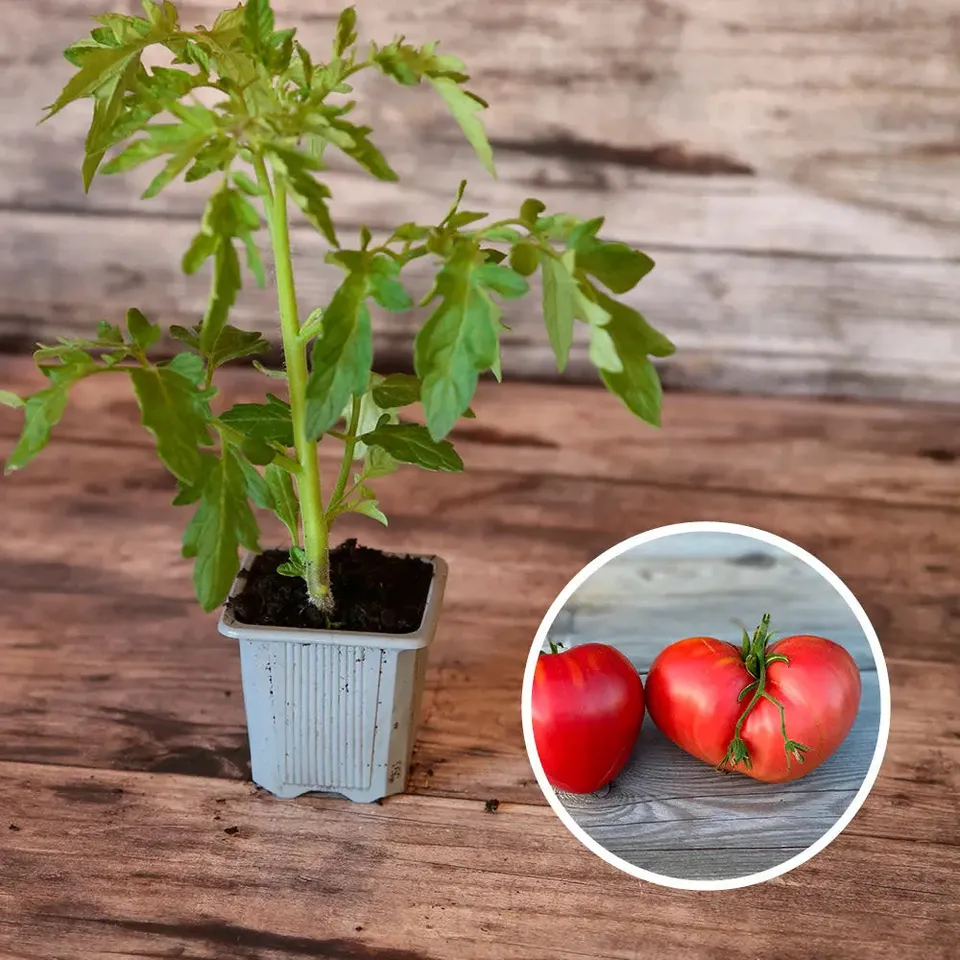 ferme-de-sainte-marthe-tomate-c-ur-plant-bio-tardive-300g image 1