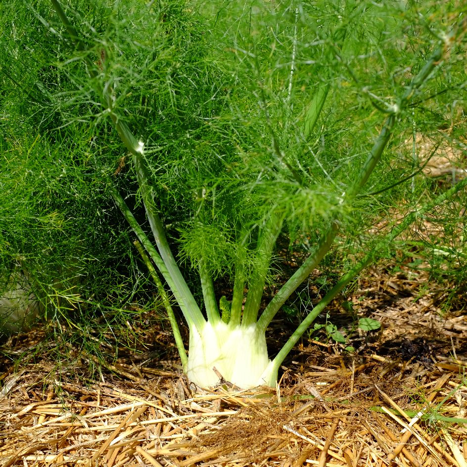 la-bo-te-graines-fenouil-zefa-fino-graines-l-gumes-bio image 3