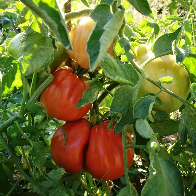 les-semences-de-l-ombelle-tomate-c-ur-de-b-uf-de-nice-graines-bio image 1
