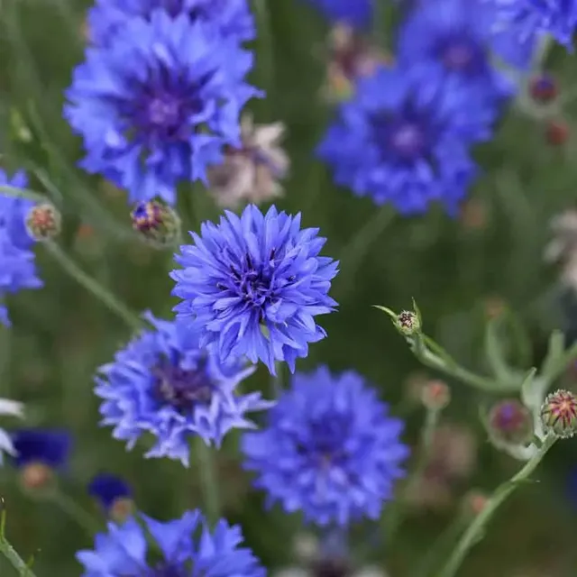 ferme-de-sainte-marthe-bleuet-blue-boy-graines-fleurs-bleu-bio image 1
