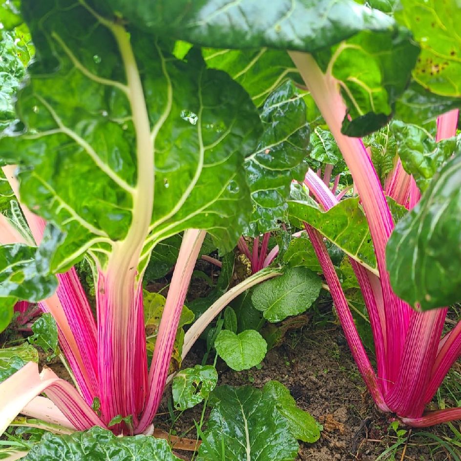 la-bo-te-graines-peppermint-graines-poir-e-bio-rose image 2