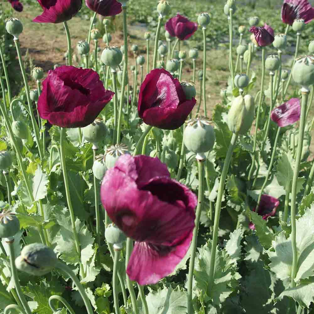 ferme-de-sainte-marthe-pavot-lauren-s-grape-graines-de-fleurs-bio image 3
