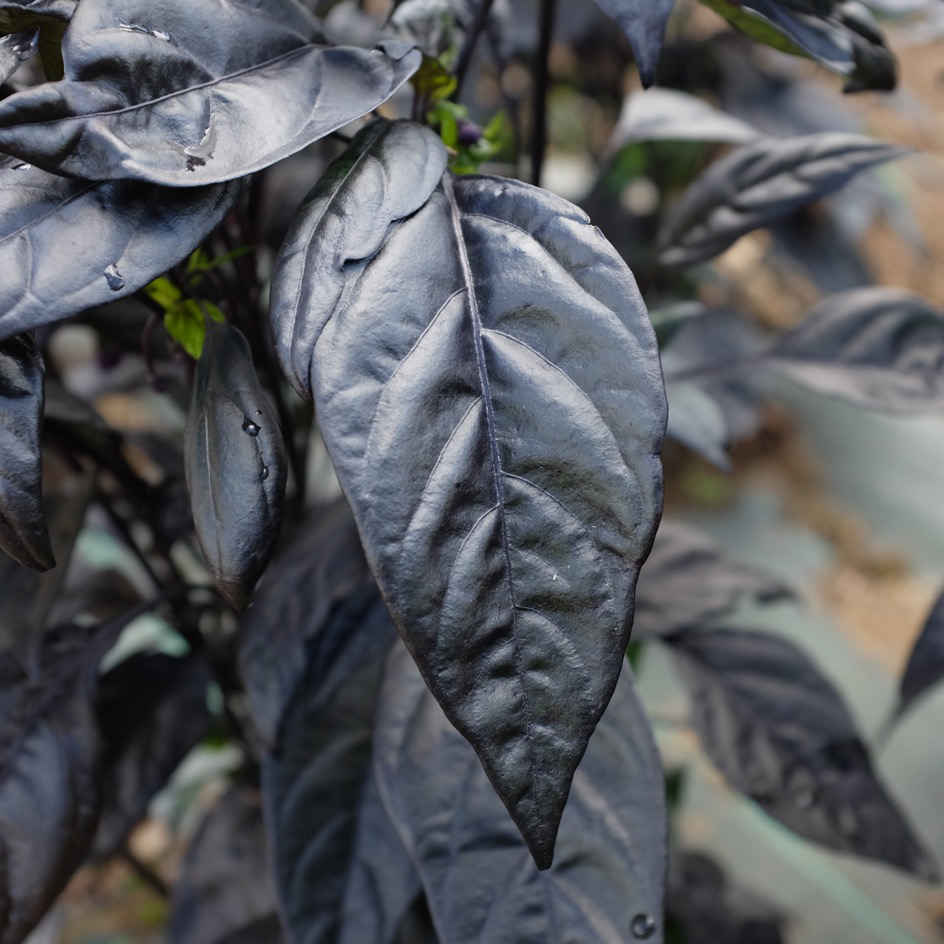 la-bo-te-graines-piment-black-pearl-graines-l-gumes-bio-fort image 4