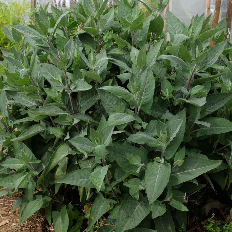 la-bo-te-graines-lepechinia-hastata-bio-graines-fleurs-vivace image 3
