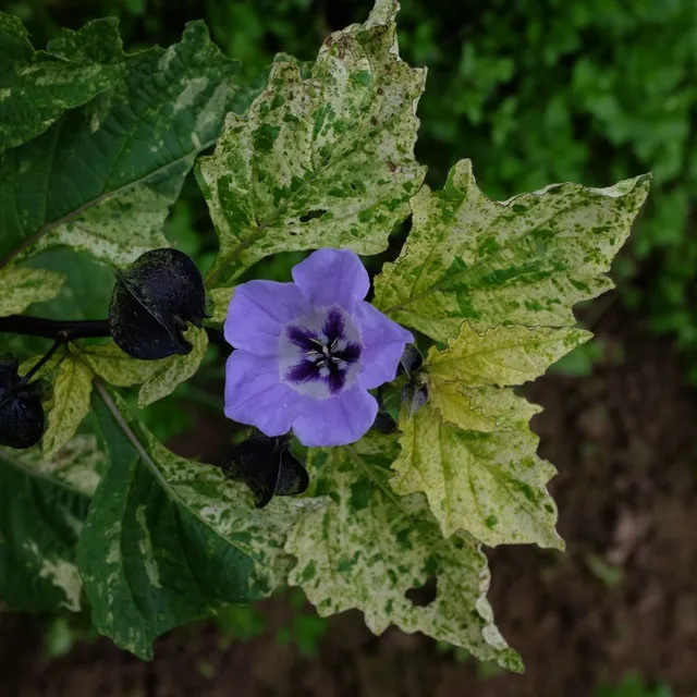 la-bo-te-graines-graines-fleurs-nicandra-variegata-bio-panach image 1