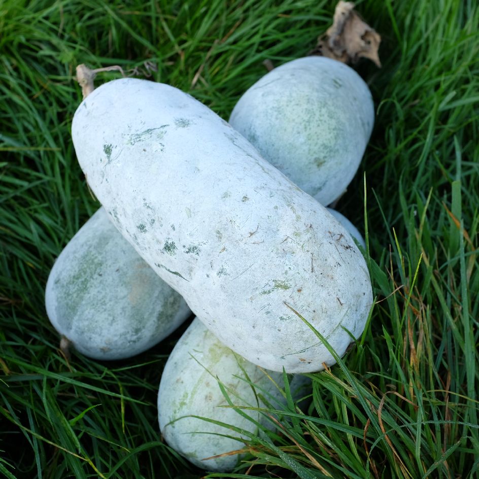 la-bo-te-graines-courge-chieh-qua-sweet-little-heart-bio-graines image 2