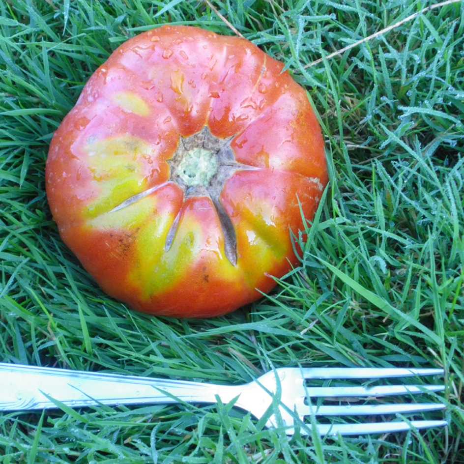 la-bo-te-graines-tomate-puich-ric-bio-graines-500-g-salade image 2