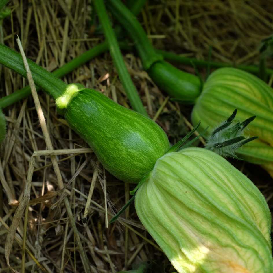 la-bo-te-graines-courge-sucrine-du-berry-graines-bio-sucr-e image 4