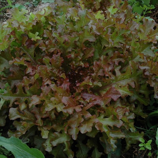 la-bo-te-graines-laitue-feuille-ch-ne-rouge-graines-bio image 1