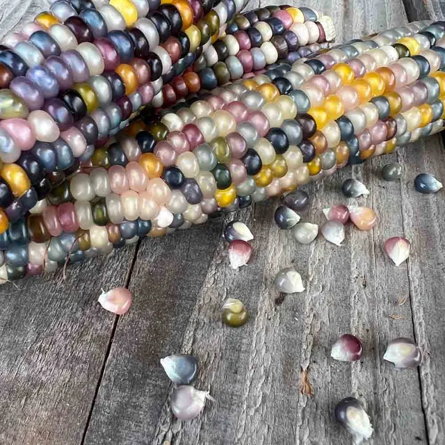 ferme-sainte-marthe-glass-gem-ma-s-pop-corn-bio-multicolore image 1