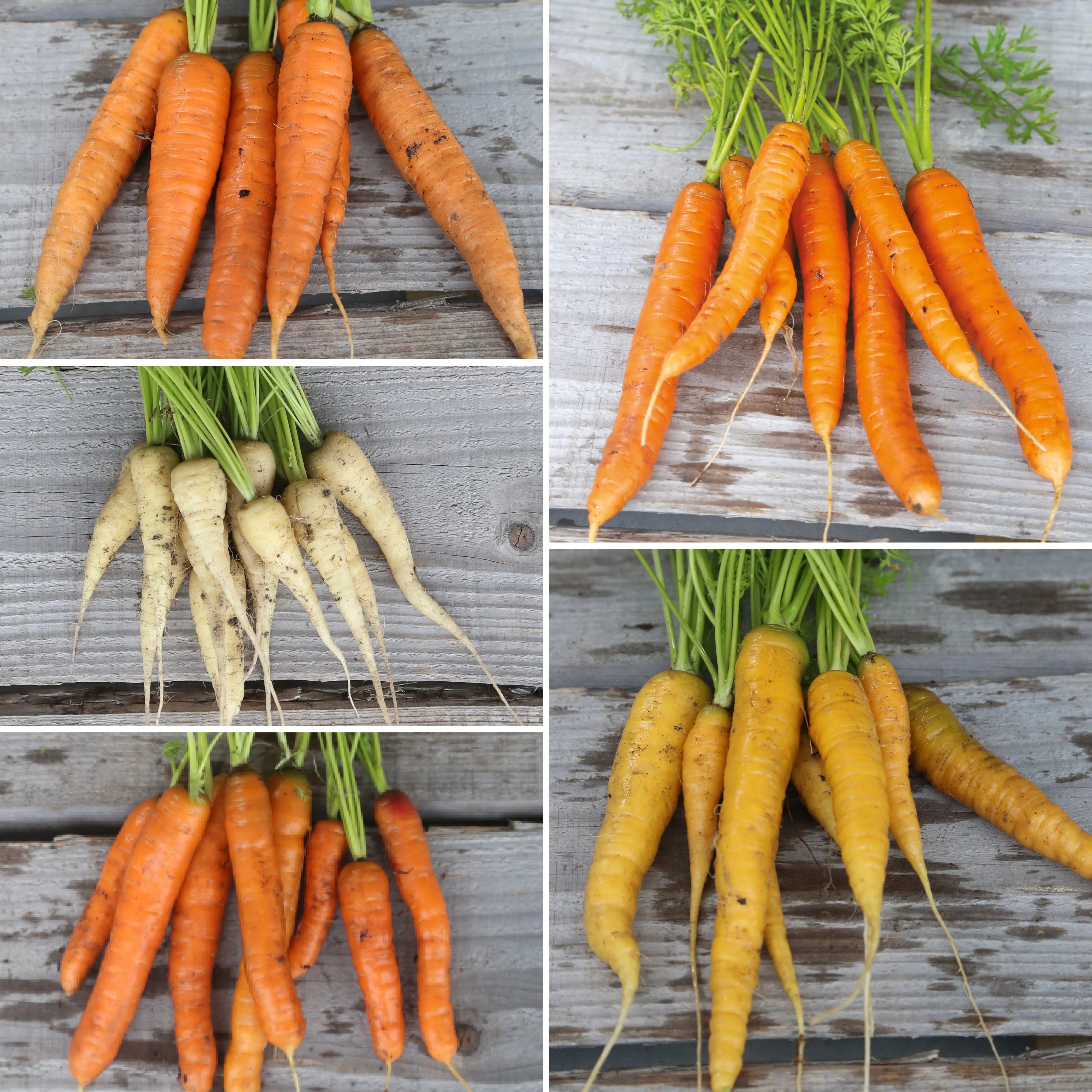 ferme-de-sainte-marthe-tapis-carottes-graines-potag-res-bio-5-vari-t-s image 1
