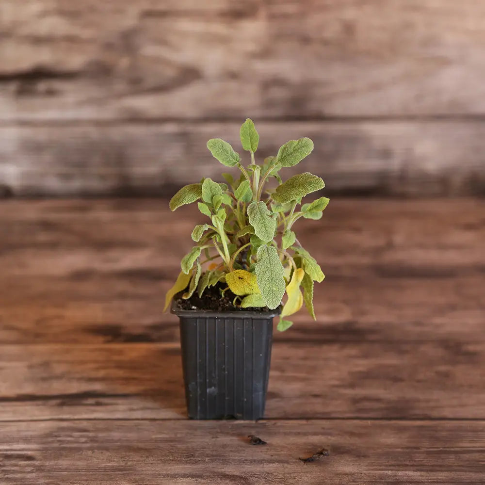 ferme-de-sainte-marthe-sauge-officinale-ab-plant-bio-vivace image 1