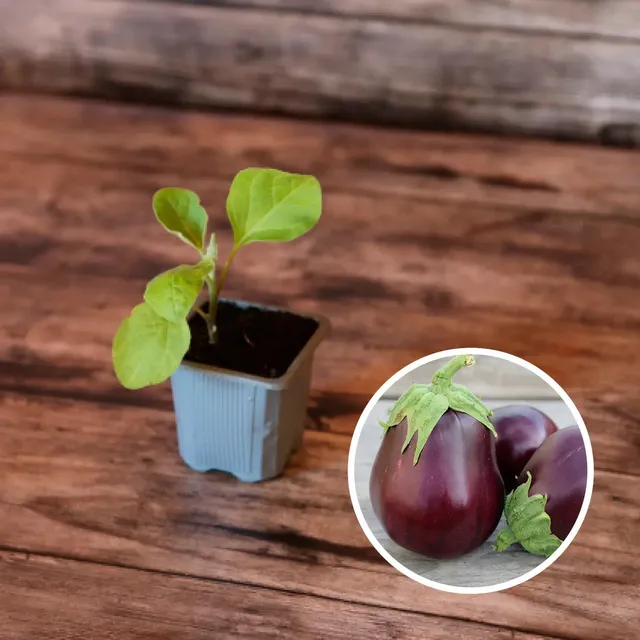ferme-de-sainte-marthe-monstrueuse-de-new-york-plant-aubergine-ronde image 1
