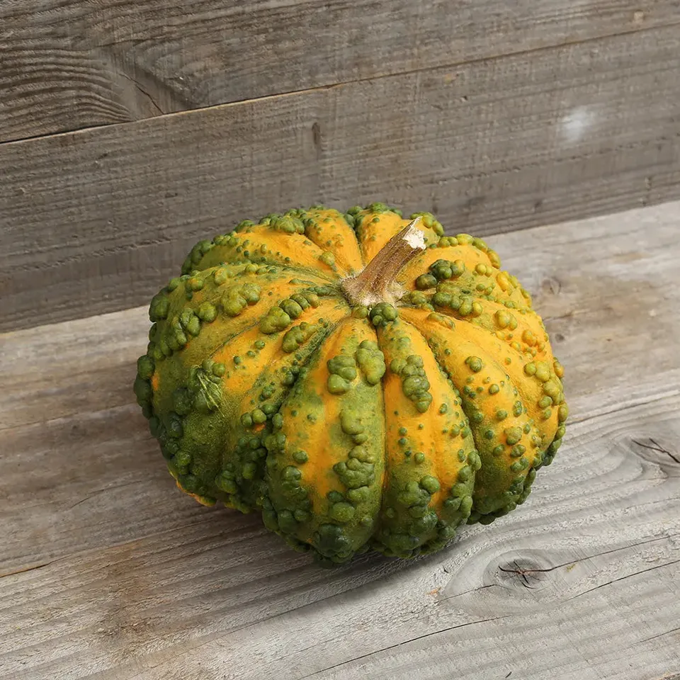 ferme-de-sainte-marthe-galeuse-du-maroc-graines-de-courge-musqu-e-bio image 1