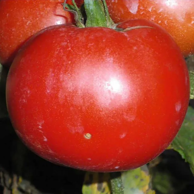 la-bo-te-graines-tomate-merveille-des-march-s-graines-bio image 1
