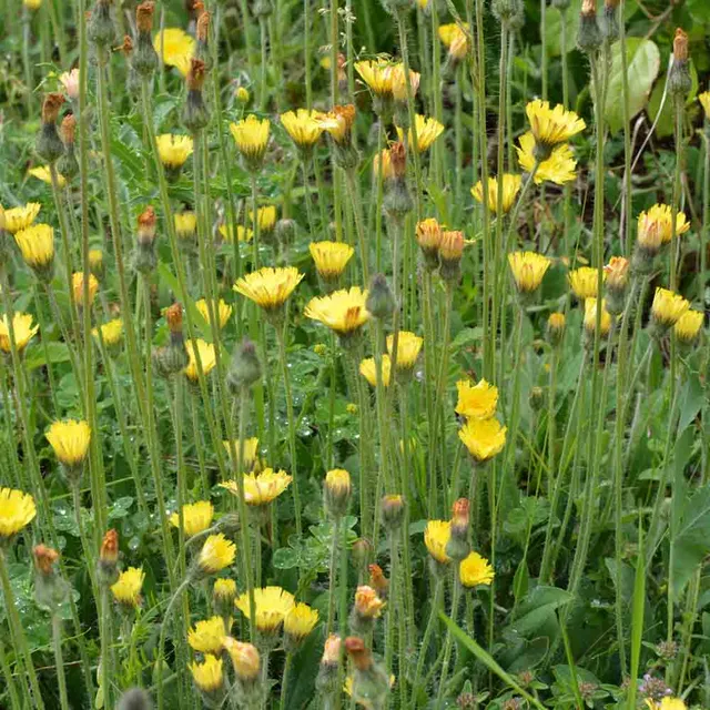 ferme-de-sainte-marthe-piloselle-graines-fleurs-vivaces-bio image 1