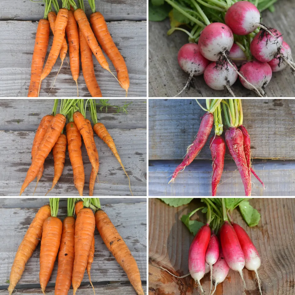 ferme-de-sainte-marthe-graines-potag-res-tapis-carottes-et-radis-6-vari-t-s-bio image 1