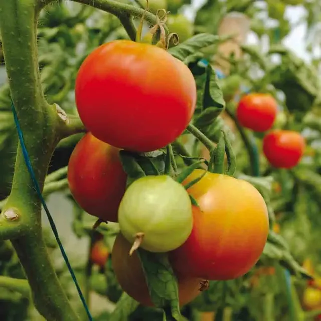 ferme-de-sainte-marthe-pr-coce-de-quimper-graines-tomates-bio image 1