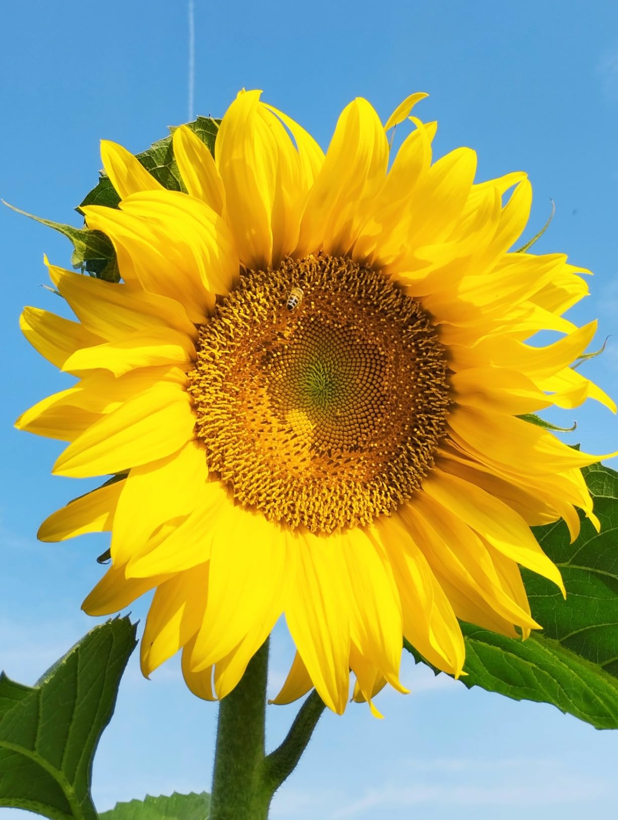 Belle fleur jaune