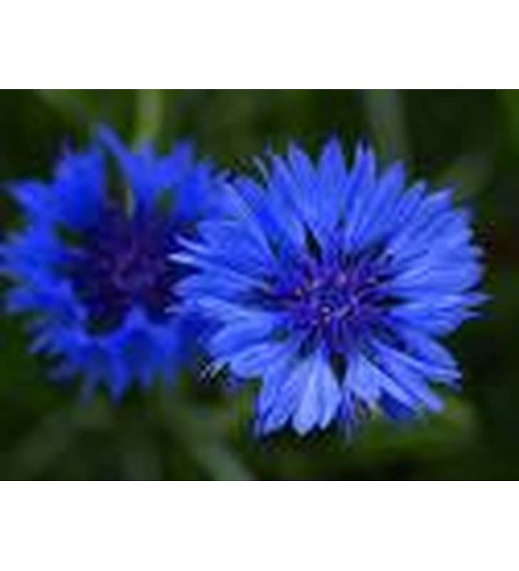 graines-bocquet-centaur-e-barbeau-double-bleu-fleurs-1-g-annuelle image 1