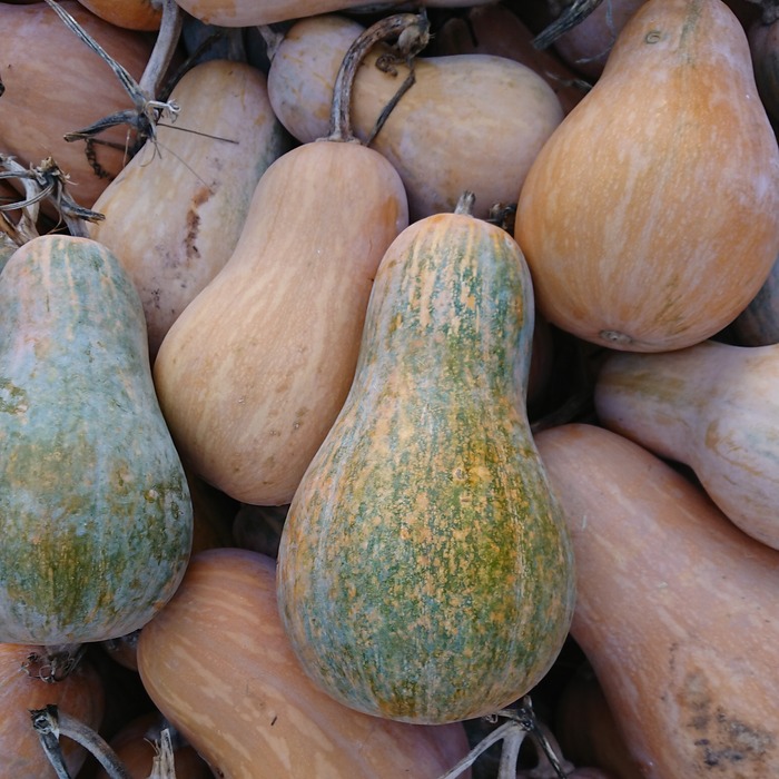 les-semences-de-l-ombelle-courge-sucrine-du-berry-graines-bio image 2