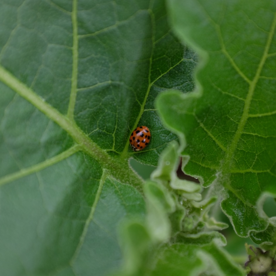 la-bo-te-graines-aubergine-tha-long-green-bio-graines-verte image 5