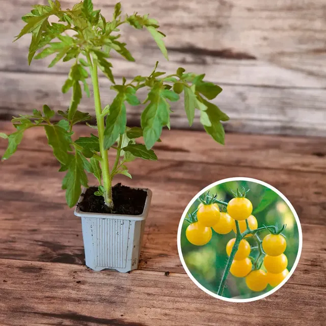ferme-de-sainte-marthe-tomate-coyote-plant-bio-cerise-jaune image 1